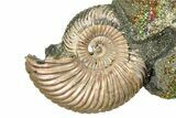 Iridescent Pyritized Ammonite (Quenstedticeras) Fossil Display #368836-1